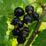 黑加仑苗黑豆苗抗寒品种不用埋基地哈尔滨浩海浆果