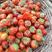 红颜草莓苗草莓苗品种全基地哈尔滨三莓之乡浩海浆果