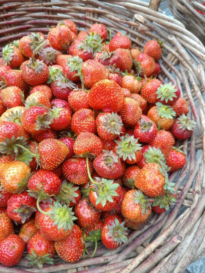 红颜草莓苗草莓苗品种全基地哈尔滨三莓之乡浩海浆果
