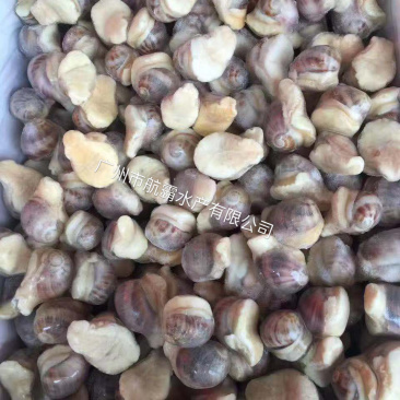 厂家直销珍珠鲍螺4KG