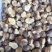 厂家直销珍珠鲍螺4KG