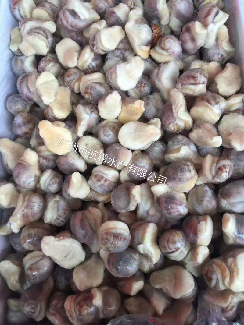 厂家直销珍珠鲍螺4KG
