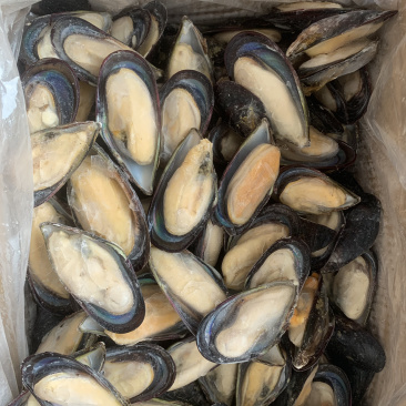 厂家直销包冰干冰蓝口贝重量可定做
