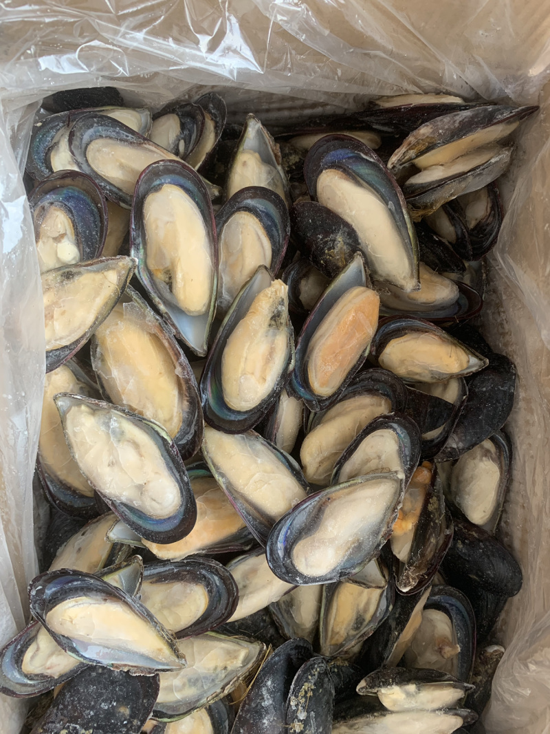 厂家直销包冰干冰蓝口贝重量可定做