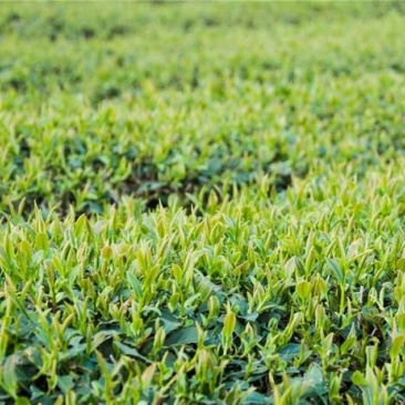 贵州高原绿茶毛峰茶清明茶干净放心的茶