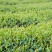贵州高原绿茶毛峰茶清明茶干净放心的茶