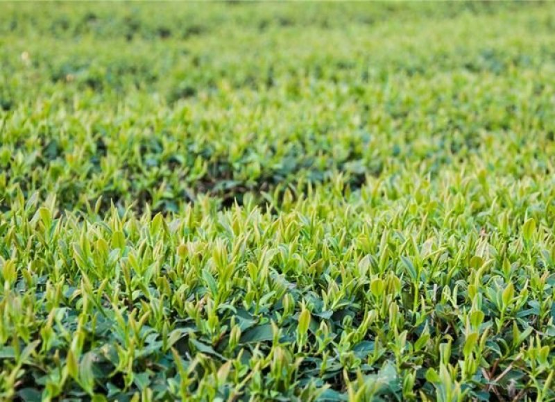 贵州高原绿茶毛峰茶清明茶干净放心的茶