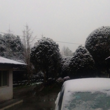 地笼桂花