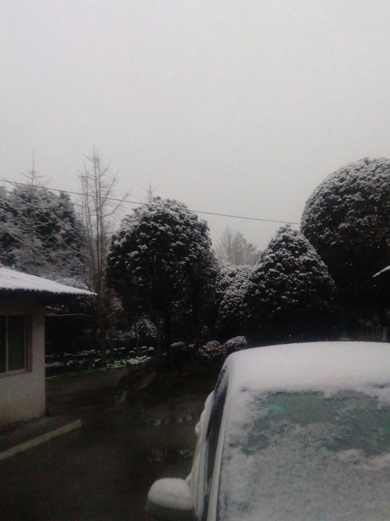 地笼桂花