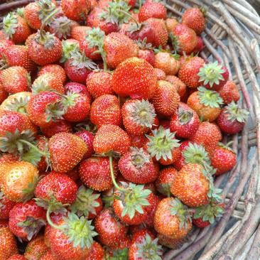 草莓苗红颜草莓苗四季草莓苗包成活。教技术浩海浆果