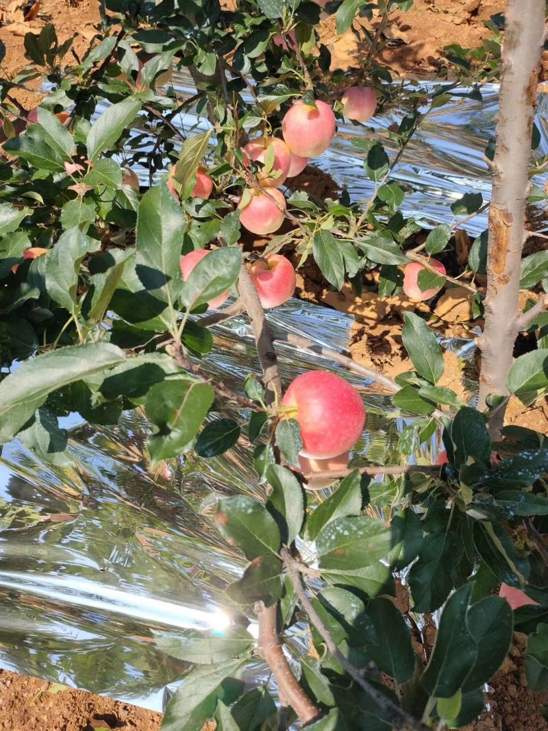 嘎啦苹果