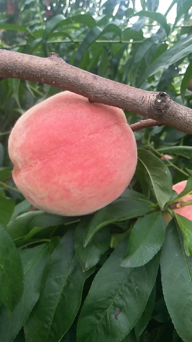 绿化九毛桃