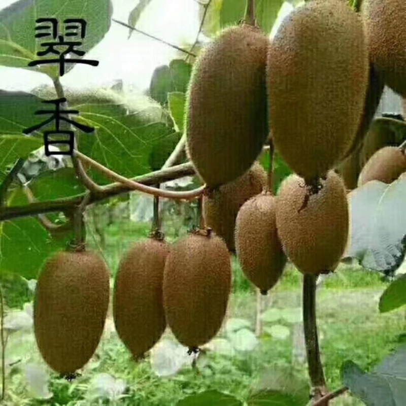 周至猕猴桃