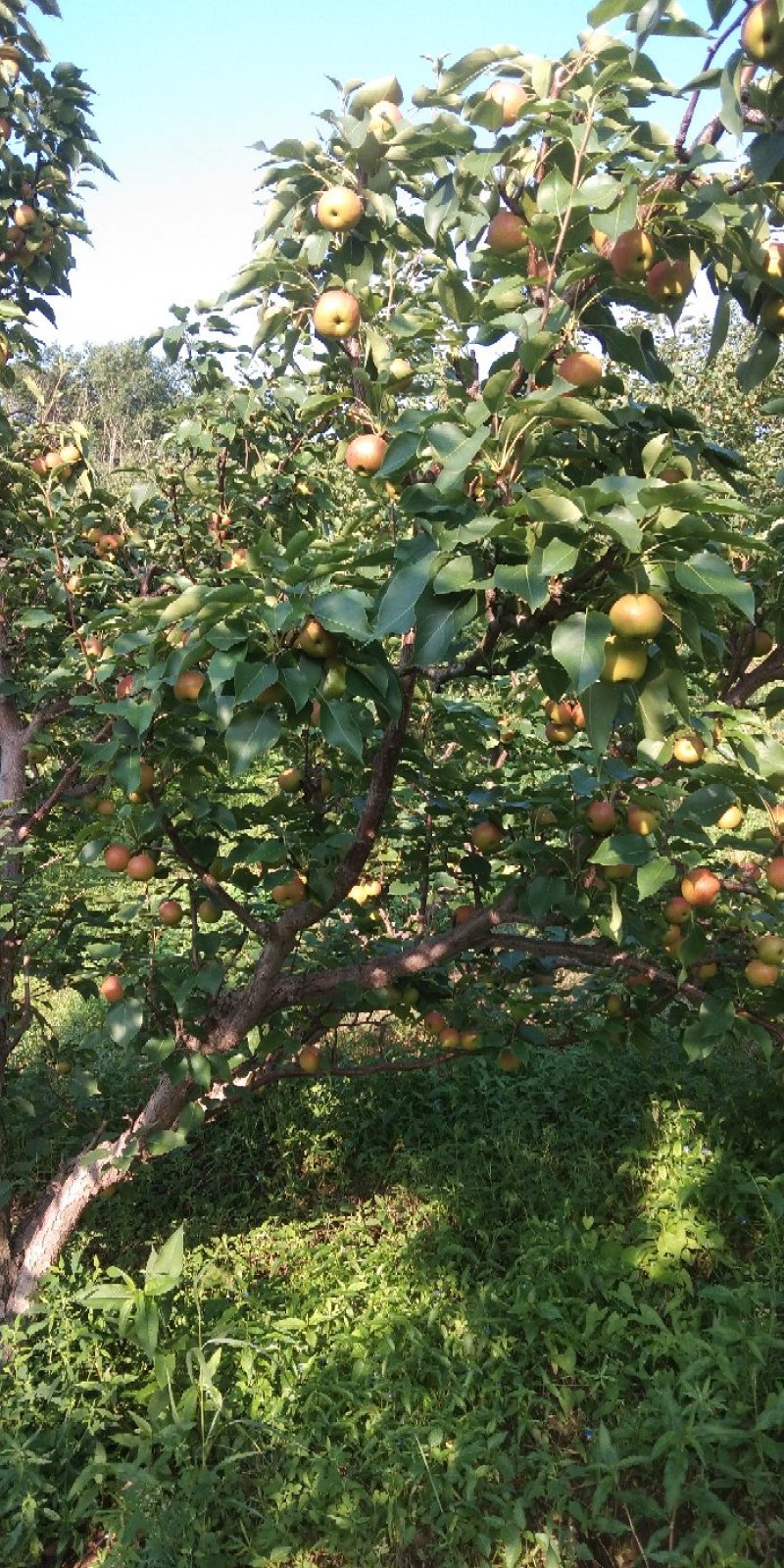 南果梨