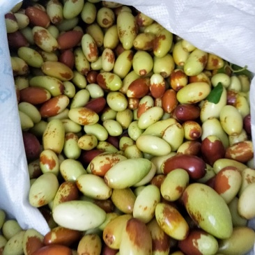 马牙枣