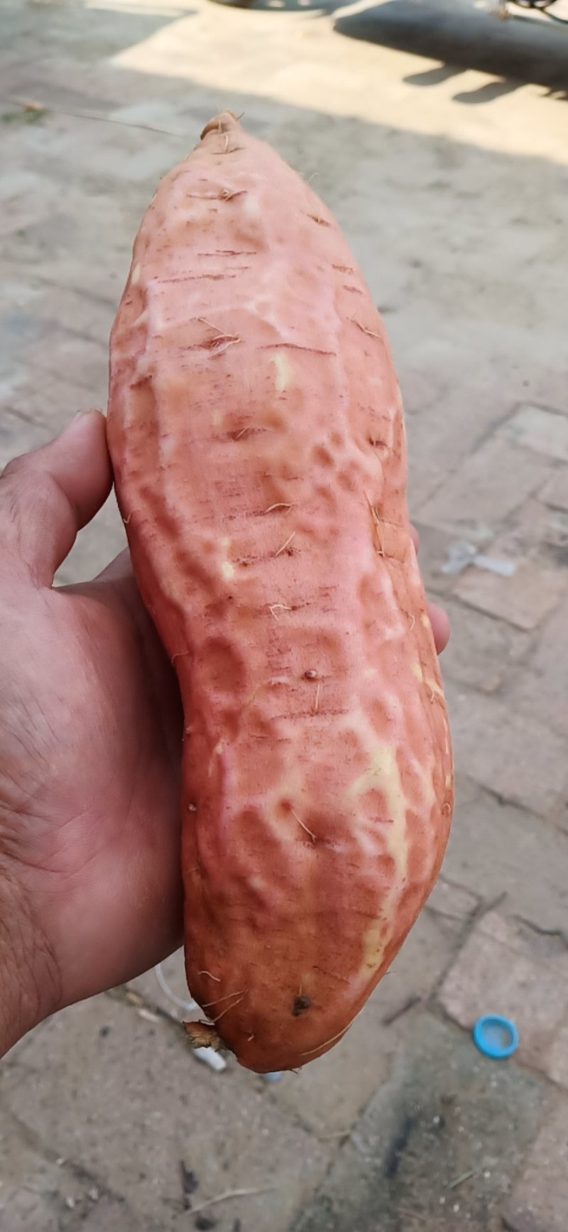 红薯烟薯二十五