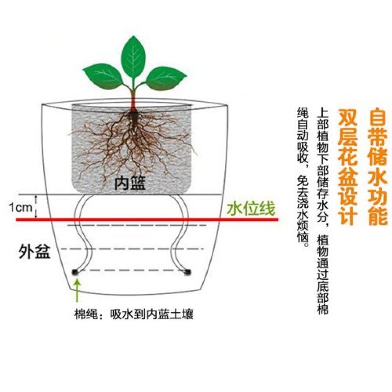 【带盆栽好可选】香水百合种球水仙花种子百合花卉盆栽花盆绿