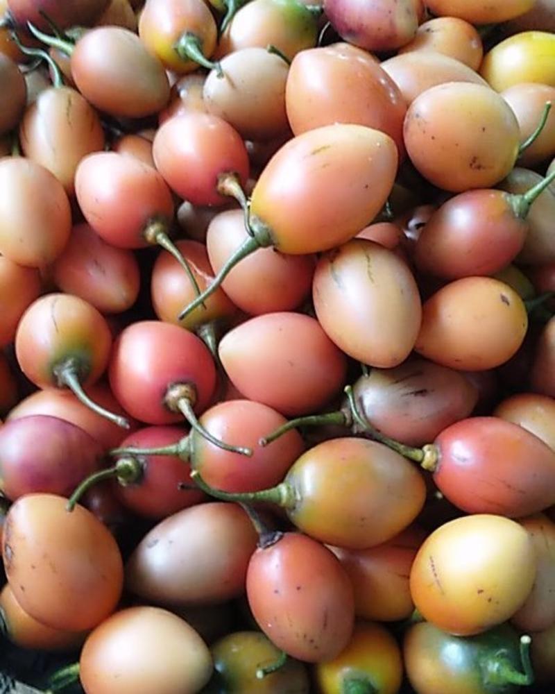 杨酸茄200斤起现摘现发品质保证云南特有品种