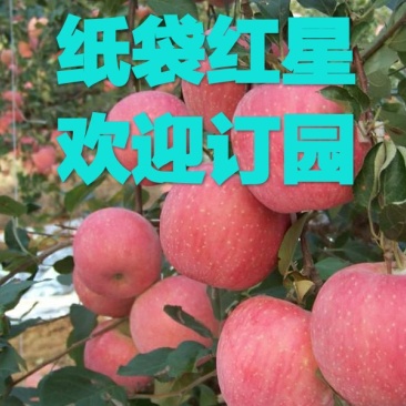 纸袋红星苹果，颜色好，果子大，看园子，看好谁家要谁家