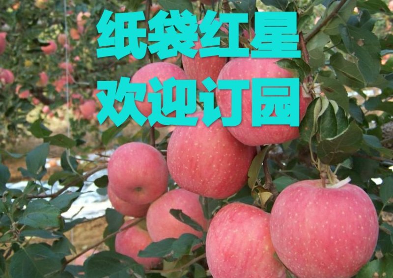 纸袋红星苹果，颜色好，果子大，看园子，看好谁家要谁家
