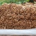 500g福建古田茶树菇茶薪菇冰菇苞产地直销未开伞茶树