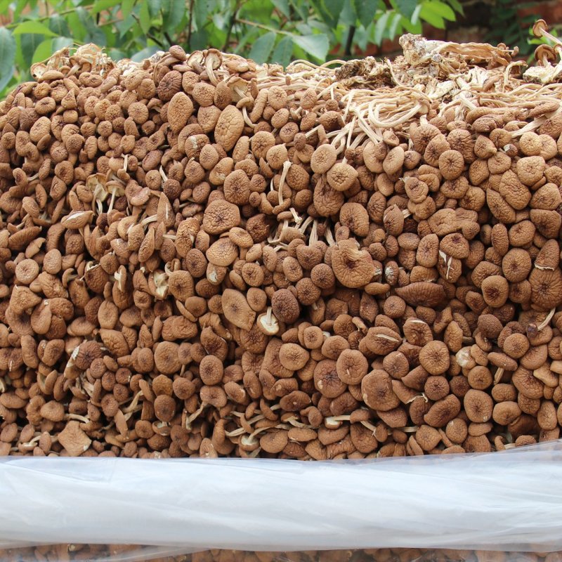 500g福建古田茶树菇茶薪菇冰菇苞产地直销未开伞茶树