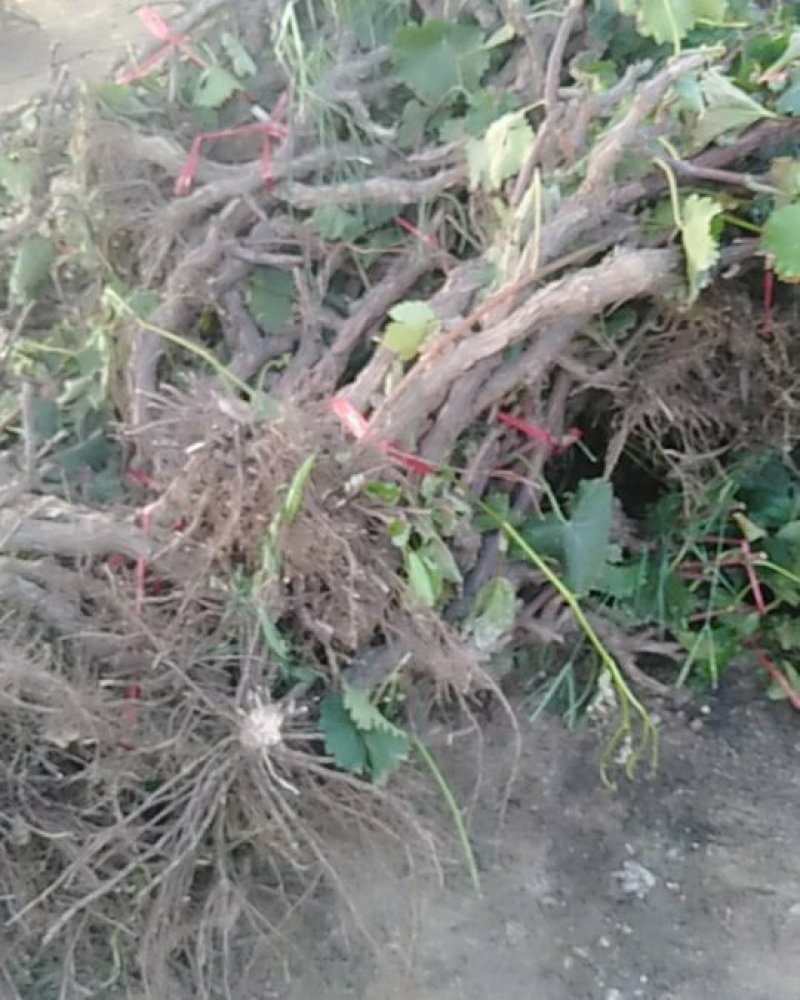 《诚信至上》河北占地葡萄树基地直发提供技术指导包成活率