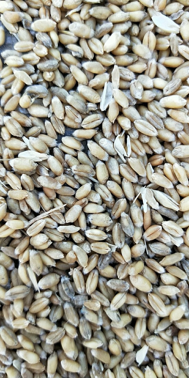 出售过水小麦