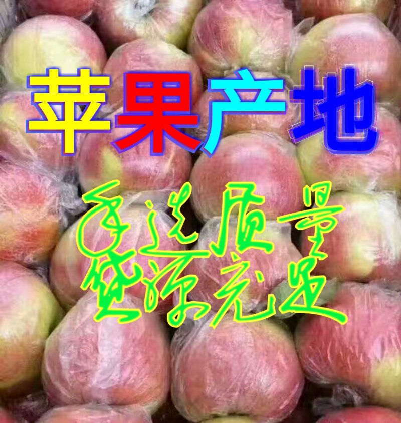 万亩【红星苹果】膜袋、纸袋中秋送礼价格美丽～不零售