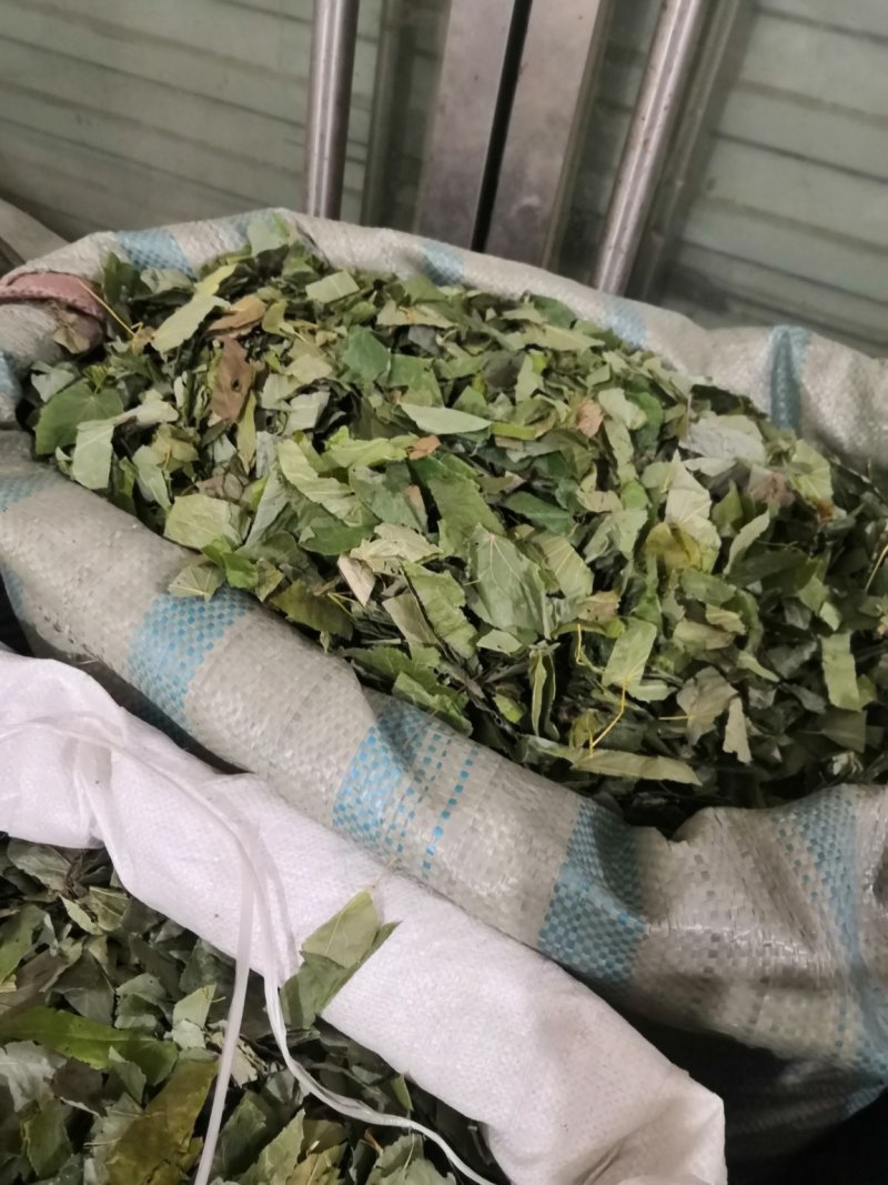 内蒙青淫羊藿，纯净货，量大从优淫羊藿