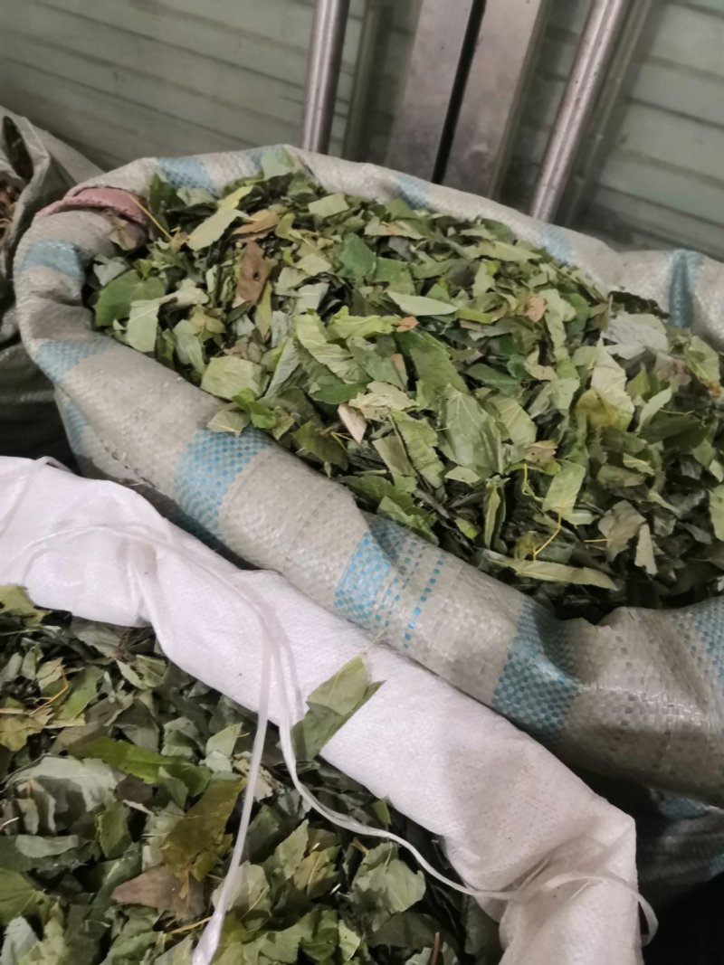 内蒙青淫羊藿，纯净货，量大从优淫羊藿