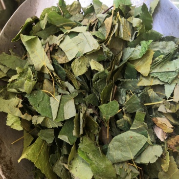 内蒙青淫羊藿，纯净货，量大从优淫羊藿