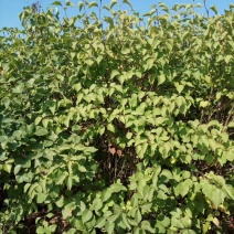 紫丁香墩，高度1.2-2.5米，大量出售