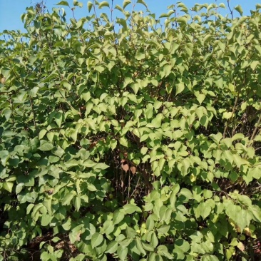 紫丁香墩，高度1.2-2.5米，大量出售
