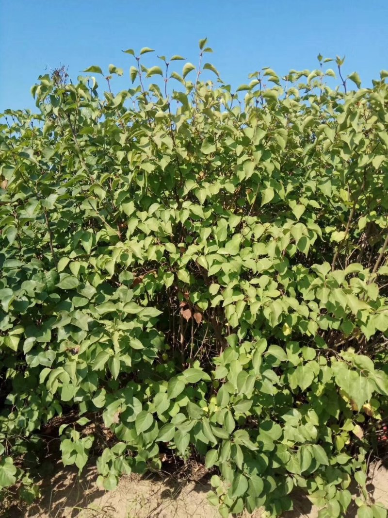 紫丁香墩，高度1.2-2.5米，大量出售
