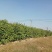 紫丁香墩，高度1.2-2.5米，大量出售