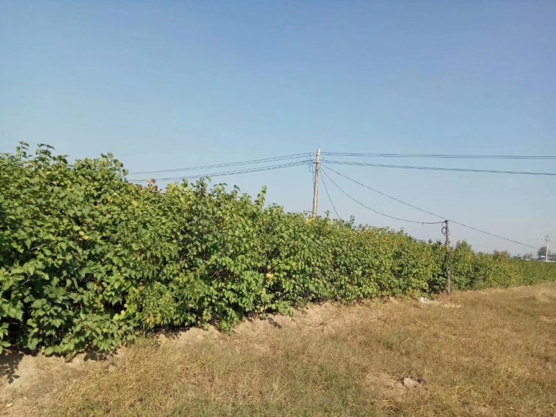 紫丁香墩，高度1.2-2.5米，大量出售