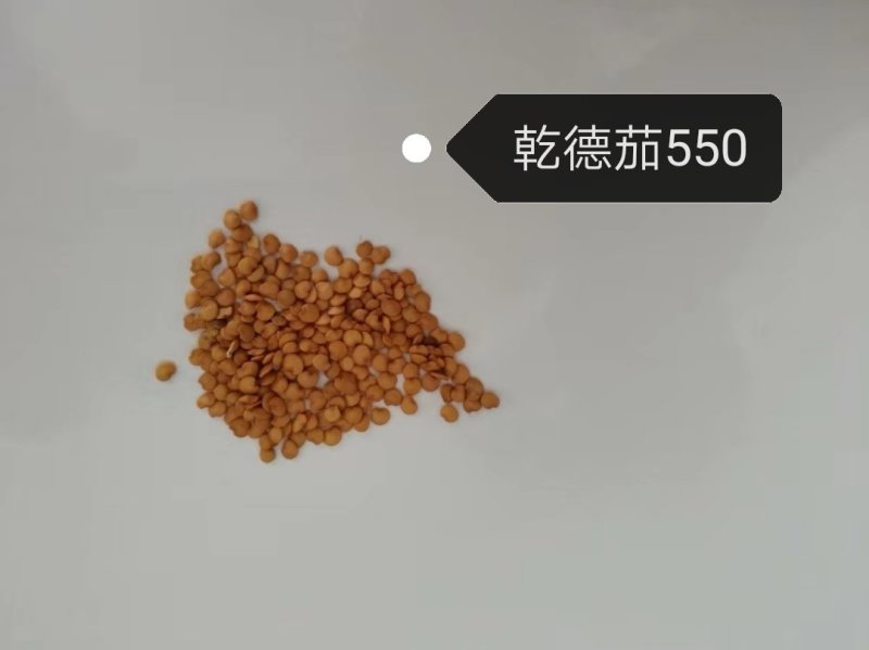 长茄种子乾德550绿萼绿把果皮黑紫色早熟