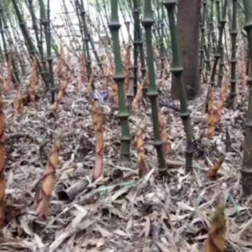 罗汉竹