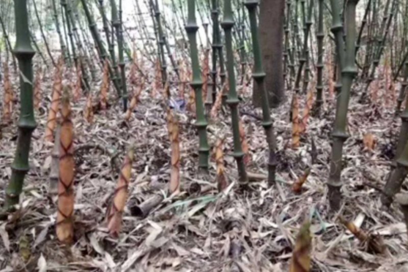 罗汉竹