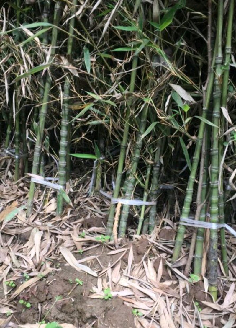 罗汉竹