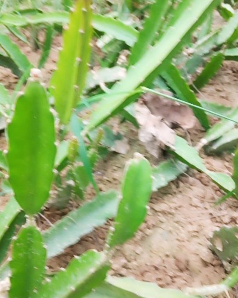 3年的火龙果大苗一
