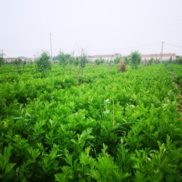 水饺厂，榨汁厂专用芹菜上车三毛量大每天可上百吨货
