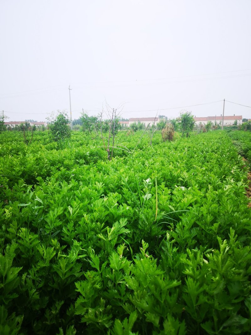 水饺厂，榨汁厂专用芹菜上车三毛量大每天可上百吨货