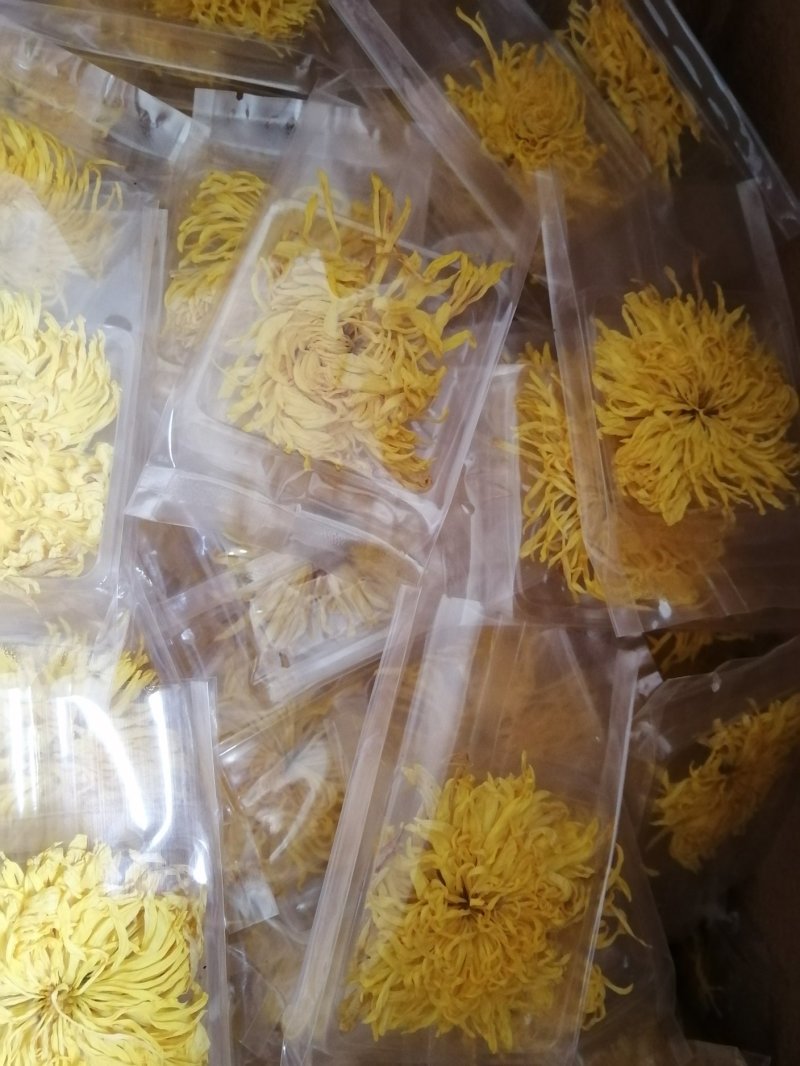 金丝黄菊茶，金丝皇菊茶大量批发，种植包回收！提供技术管理