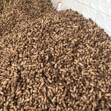 鲜花生上市有需要的老板可以联系