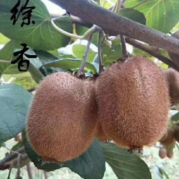 陕西周至眉县徐香猕猴桃