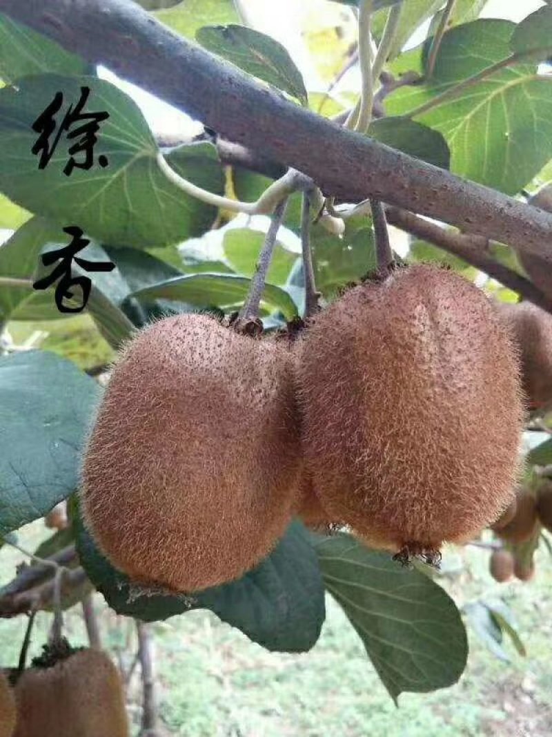陕西周至眉县徐香猕猴桃