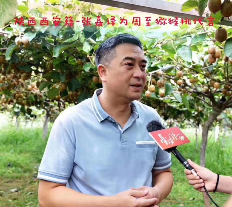 陕西周至眉县徐香猕猴桃