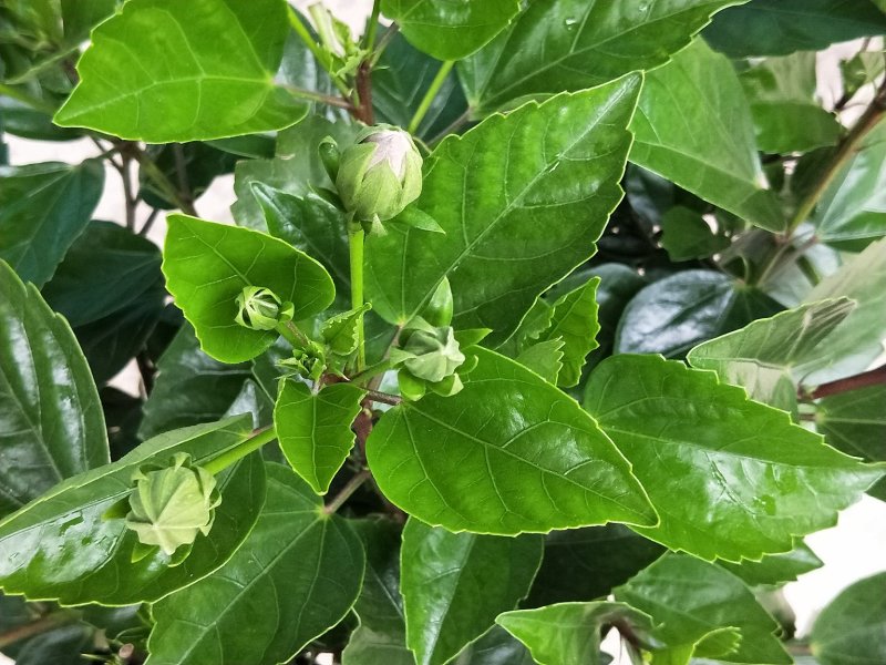 扶桑花丹麦木槿盆花基地直发欢迎实地看货